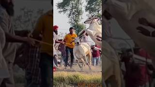 नागोरी 🔥 नादकरापणआमचाकुठं cow naadbailgadasharyat youtuber cattle बैलगाडाlover facts [upl. by Nilyarg613]