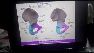 Bone and Ligaments of the Pelvis Lab [upl. by Namwob]