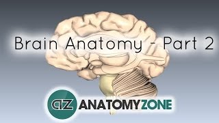 Basic Parts of the Brain  Part 2  3D Anatomy Tutorial [upl. by Assirok]