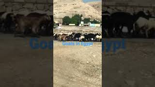 Goat herder in Egypt with his GOATS 🐐 [upl. by Oregolac]