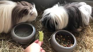 Longhaired Guinea Pigs [upl. by Yaron351]