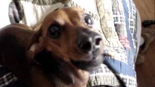 REAL talking dog dachshund speaks [upl. by Dazhahs]