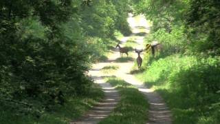 Deer in Midewin National Tallgrass Prairie [upl. by Arbmat296]