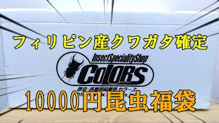 【新年初の昆虫福袋】COLORSさんで購入したフィリピン産クワガタ確定福袋を開封したら最高過ぎてテンション爆上がりしました！ [upl. by Hoehne]