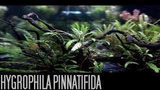 Hygrophila PinnatifidaTrimming [upl. by Best]