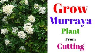 Grow Murraya Plant From Cutting  Orange Jessamine  Marwa Plant [upl. by Awjan]