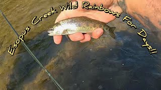 Esopus Creek Wild Rainbows For Days [upl. by Eyahc]