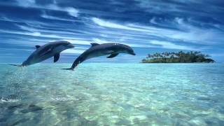 ♫ Dolphin dreams ♫ Melody oceans ♫ Zen and Relaxation ♫ [upl. by Anais]