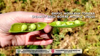 Вирус мозаики гороха Peanut seedborne mosaic virus [upl. by Harbot]