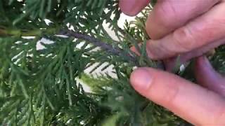 Growing Leyland Cypress Trees From Cuttings [upl. by Eignat549]