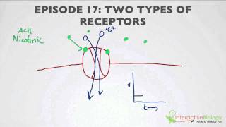 017 Two Types of Receptors [upl. by Lazarus]