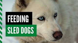 How to Feed Sled Dogs [upl. by Surat]