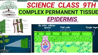 EPIDERMIS amp COMPLEX PERMANENT TISSUES BUTR ACADEMY [upl. by Anila]