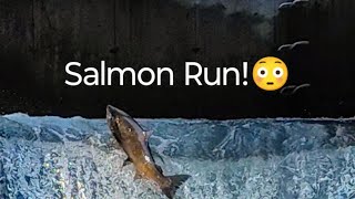 Salmon Run at Bowmanville salmonrun nature fishing shortlive [upl. by Hock553]