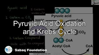 Oxidation of Pyruvic Acid and Krebs Cycle Biology Lecture  Sabaqpk [upl. by Noni838]