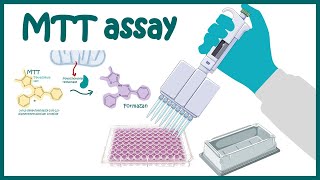 MTT assay  Cell Viability and Cytotoxicity determination using MTT assay [upl. by Idelle873]