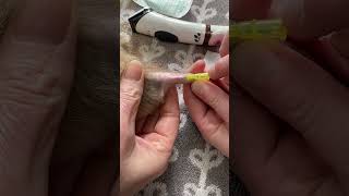 How to place an intravenous cannula in a rat [upl. by Wahkuna]