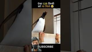 Penguin Bird funny trandingShort viralvideo Amazing🤩 [upl. by Charie]