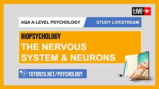 ALevel Psychology AQA Biopsychology  Hemispheric Lateralisation and Split Brain Research [upl. by Ratna]