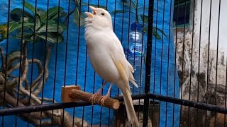 Best canary training Special canary singing for all canaries [upl. by Granlund]