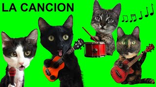 LA CANCION DE LOS GATITOS Luna y Estrella  Canciones en español [upl. by Odilo593]