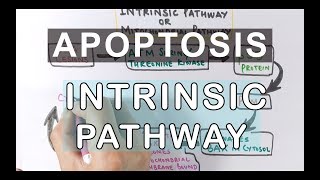 Mechanism of Apoptosis  Intrinsic Pathway [upl. by Ardisi]