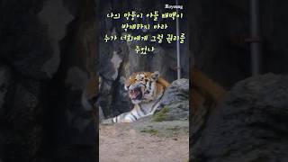 펜자의 애타는 마음 누가 나의 사랑하는 막내아들 태백이의 박제를 결정했는가 시베리아호랑이 펜자 태백이엄마 태백이 막내아들 박제반대 서울대공원동물원 맹수사 [upl. by Elahcar199]