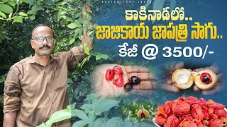 జాజికాయ జాపత్రి సాగు కేజీ3500రూ  Nutmeg Cultivation  Medicinal Plants Farming  Shiva Agri Clinic [upl. by Shaina]