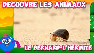 Le BernardLhermite🐚Vidéo éducative pour les toutpetits 🐵⭐ [upl. by Ianthe]