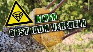 Alten Obstbaum veredeln  Apfelbaum pfropfen [upl. by Noletta886]