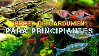 10 PECES DE CARDUMEN PARA PRINCIPIANTES [upl. by Ethbun505]