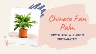 CHINESE FAN PALM  LIVISTONA CHINENSIS CARE AND PROPAGATION GUIDE  BLOOMING BEE [upl. by Evelc]