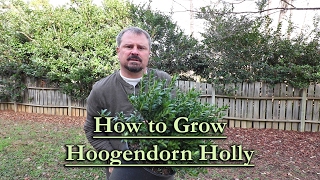 How to grow Hoogendorn Japanese Holly Low Dome Shaped Evergreen Shrub [upl. by Onitselec]