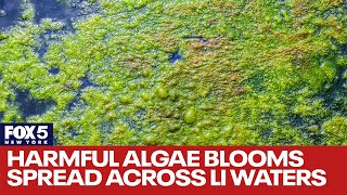 Harmful algae blooms spread across Long Island waters [upl. by Yliak]