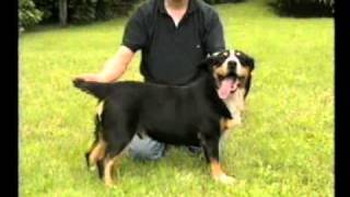 I Quattro Bovari Svizzeri Entlebucher [upl. by Yennaiv]