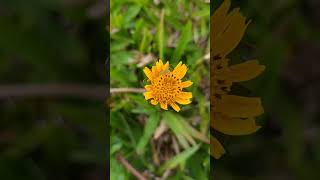 Wedélia ou picão da praia Sphagneticola trilobatanature flowersgarden flores andersonmalu [upl. by Skipp]