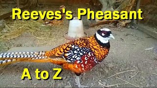 A to Z The Reevess pheasant [upl. by Rafferty]