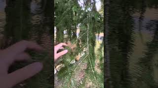 Invasive plant in the USA Norway Spruce also known as Picea abies [upl. by Eimmis]