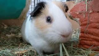 Guinea Pig Eats Hay [upl. by Boeke]