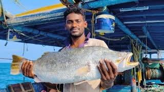 கடலில் கமகமக்கும் கொடுவாமீன் சமையல்BARRAMUNDI FISH DELICIOUS COOKED AT SEA [upl. by Torray]