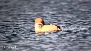 Black throated Loon  Gavia arctica  צוללן שחורגרון [upl. by Odele]