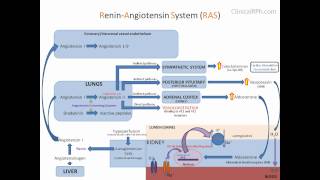 ReninAngiotensin Aldosterone System RAAS [upl. by Yznel]