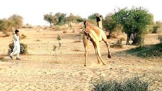 Big male camel fast running camel video camels farming in Tharparkar camel farm round timing [upl. by Danelle433]