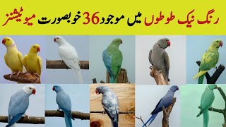 36 Different Color Mutations in Ringneck Parrot  Rose ringed Parakeet color genetics and varieties [upl. by Lerak]