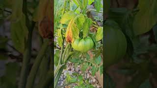 Tomato Plant Growth Timelapse [upl. by Ayoj]