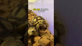 Ruangan AC untuk Sulcata  Rawat Sulcata diruangan BerAC [upl. by Valdemar]