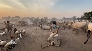 Mundari Cattle Camp Walkabout 2 [upl. by Padraig942]