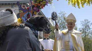 Lamas Igel Hunde Ostersegen für Tiere in Los Angeles  AFP [upl. by Lavicrep]