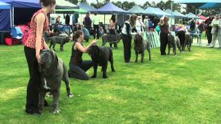 Association of All Mastiff Breeds of Victoria  9th Championship Show  Highlights [upl. by Eninnaj]