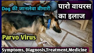 Parvo Virus in DogsSymptoms Diagnosis Vaccination and Treatmentपारो वायरस हो जाए तो क्या करें [upl. by Beryl]